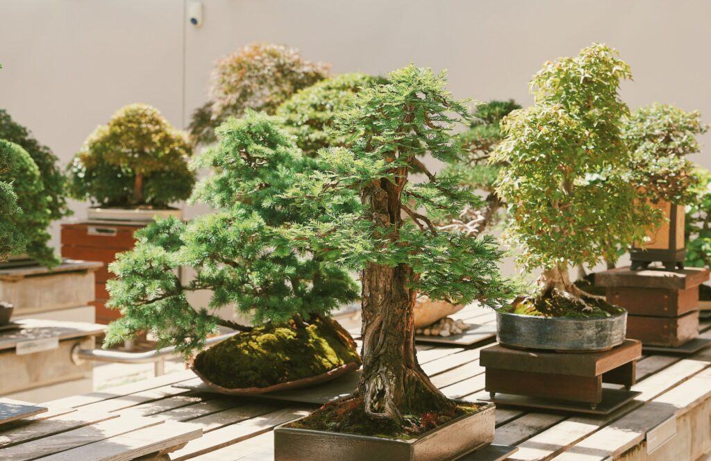 最安値】 盆栽鉢 植木鉢 観葉植物 山野草 常滑焼 長方形紫泥鉢 渡辺章 