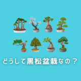 どうして黒松盆栽なの？黒松盆栽をおすすめする理由とその魅力について紹介します！